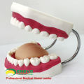 DENTAL03 (12562) modèle géant de brosse de dents par des modèles anatomiques médicaux de la Chine